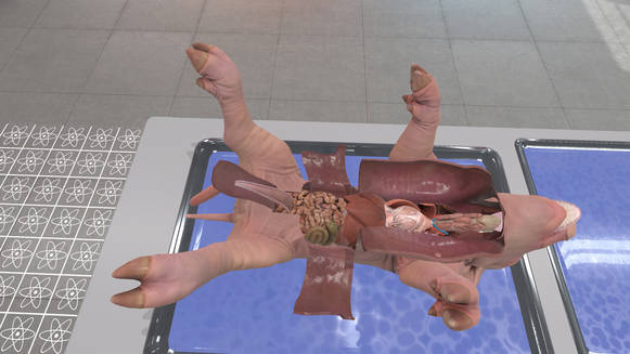Pig Dissection