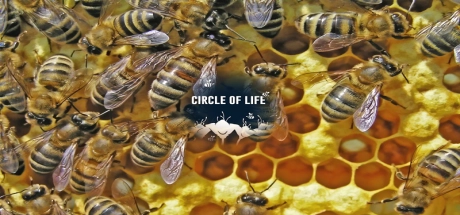 Reproduction of Organisms - Circle of Life Image
