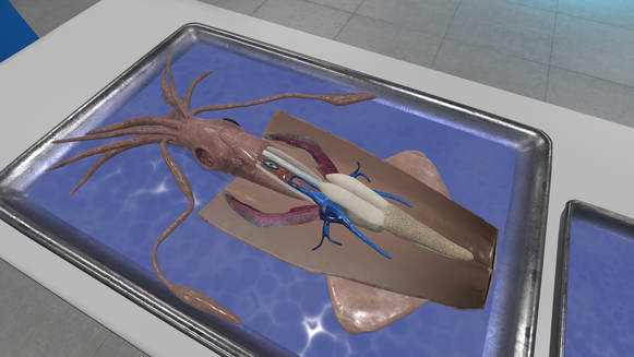 VR Squid and Seastar Dissection