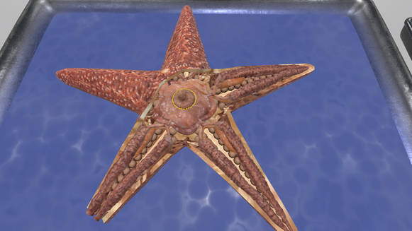 VR Squid and Seastar Dissection
