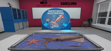 VR Squid and Seastar Dissection Image
