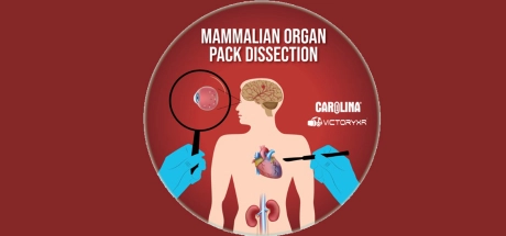 Mammalian Organ Pack Dissection Image